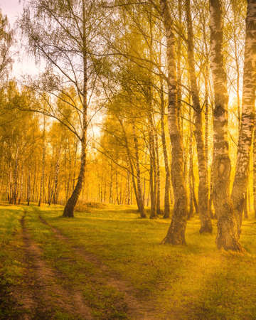 Grove of birches with young green leaves at foggy sunrise in spring or early summer.の写真素材