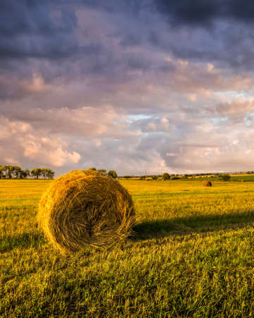 A field with golden haystacks with a cloudy sky at sunset or sunrise. Procurement of animal feed in agriculture.の写真素材
