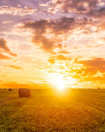 A field with golden haystacks with a cloudy sky at sunset or sunrise. Procurement of animal feed in agriculture.の写真素材