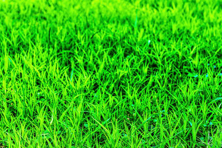 Fresh green grass lit by sunlight background.