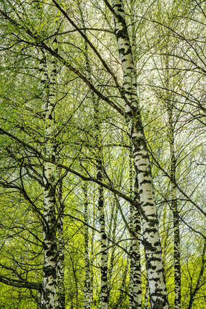 Birches with young leaves lit by sunlight in spring or early summer.