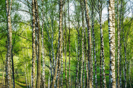 Birches with young leaves lit by sunlight in spring or early summer.の写真素材