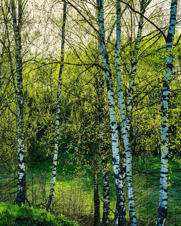 Birches with young leaves lit by sunlight in spring or early summer.