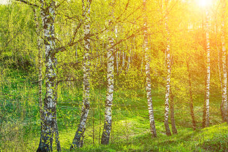 Grove of birches with young green leaves at sunset or sunrise in spring or early summer.の写真素材