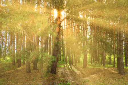 Sunset or dawn in a pine forest in spring or early summer. The sun among the trunks of pines.の写真素材