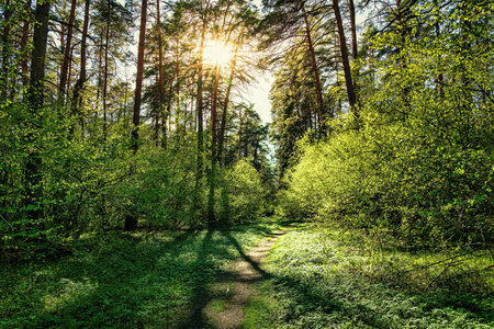 Sunset or dawn in a pine forest in spring or early summer. The sun illuminating the young spring foliage of shrubs.の写真素材