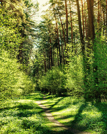 Sunset or dawn in a pine forest in spring or early summer. The sun illuminating the young spring...