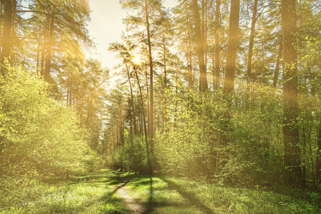 Sunset or dawn in a pine forest in spring or early summer. The sun illuminating the young spring...