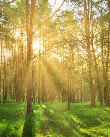 Sunset or dawn in a pine forest in spring or early summer. The sun among the trunks of pines.の写真素材