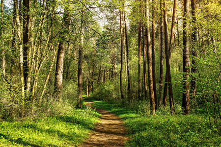Sunset or dawn in a pine forest in spring or early summer. The sun illuminating the young spring...