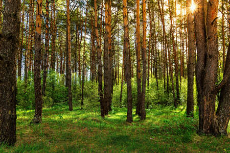Sunset or dawn in a pine forest in spring or early summer. The sun among the trunks of pines.の写真素材