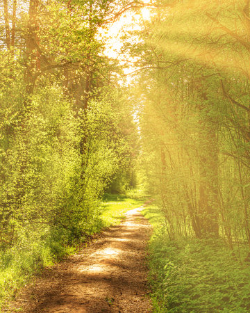 Sunset or dawn in a pine forest in spring or early summer. The sun illuminating the young spring...