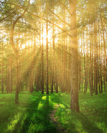 Sunset or dawn in a pine forest in spring or early summer. The sun among the trunks of pines.の写真素材