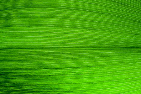 Macro shot of lily of the valley leaf. Foliage abstract background.の写真素材
