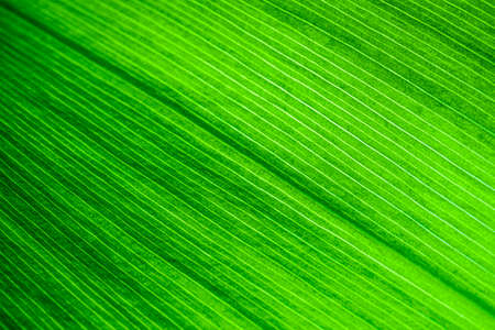 Macro shot of lily of the valley leaf. Foliage abstract background.の写真素材
