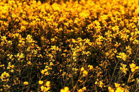 Yellow rapeseed flowers illuminated by sunlight.