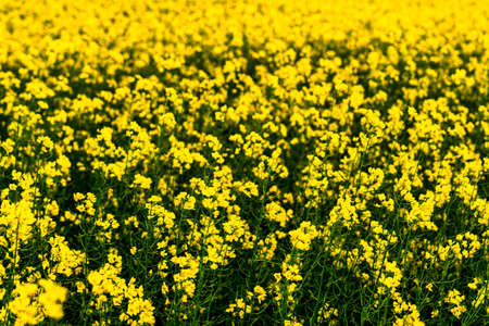 Yellow rapeseed flowers illuminated by sunlight.