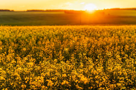 Agricultural rapeseed field at flowering sunset or sunrise. Rural landscape.の写真素材