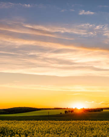 Agricultural rapeseed field at flowering sunset or sunrise. Rural landscape.の写真素材