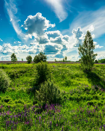 Field with purple lupins and dramatic clouds in the sky on a summer sunny day.