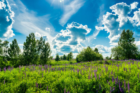 Field with purple lupins and dramatic clouds in the sky on a summer sunny day.の写真素材