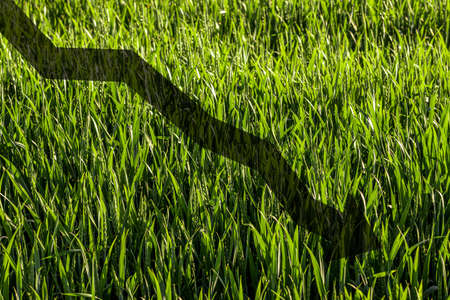 Concept of a problem with the supply of wheat and flour. World food crisis and hunger. Reduced supply of grain.の写真素材