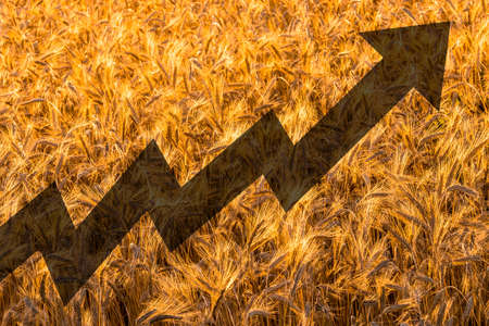 The concept of rising prices for flour and wheat. World food crisis and hunger.の写真素材