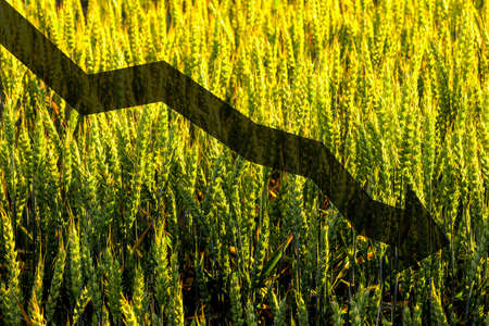 Concept of a problem with the supply of wheat and flour. World food crisis and hunger. Reduced supply of grain.の写真素材