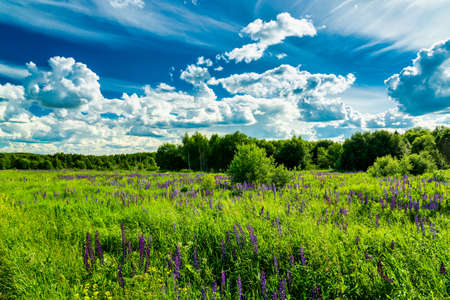 Field with purple lupins and dramatic clouds in the sky on a summer sunny day.の写真素材