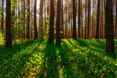 Sunset or dawn in a pine forest with lilies of the valley blooming on the ground. The sun among the...