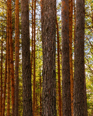 Sunset or dawn in a pine forest in spring or early summer. The sun among the trunks of pines.