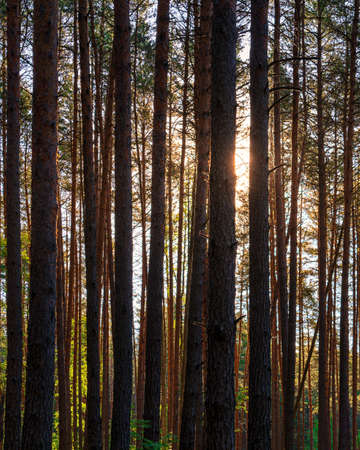Sunset or dawn in a pine forest in spring or early summer. The sun among the trunks of pines.