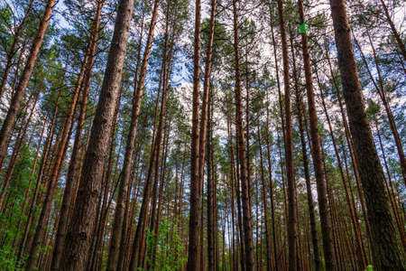 Sunset or dawn in a pine forest in spring or early summer. The sun among the trunks of pines.の写真素材