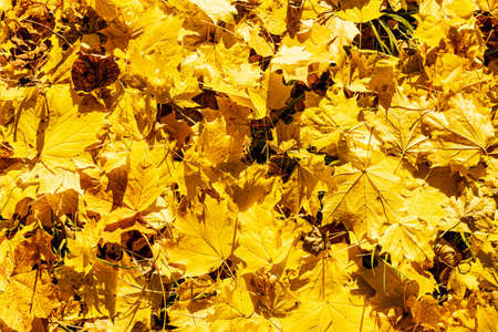 Yellow fallen maple leaves. autumn natural background.の写真素材