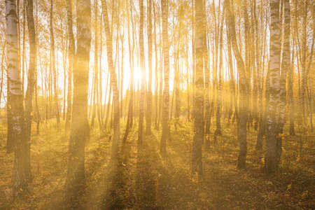 Foggy dawn in a birch grove in autumn, with the rays of the sun cutting through the trunks of birches.の写真素材