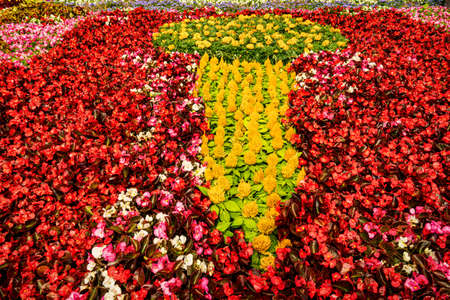 Colorful flower bed with blooming decorative flowers.の写真素材