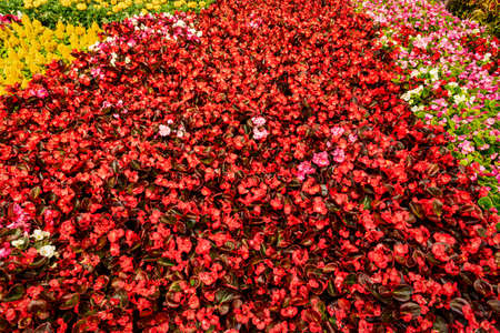Colorful flower bed with blooming decorative flowers.の写真素材