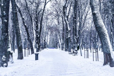 Winter park with trees, cameoes and pavement covered with snow after a snowfall in the afternoon.