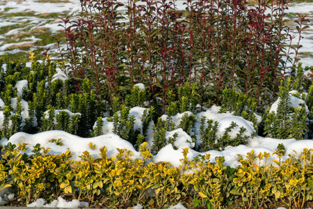 Snow on ornamental plants in winter. Wintertime weather.の写真素材
