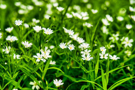Wild flowers in the forest among the green grass in the spring or summer time of the year. nature...