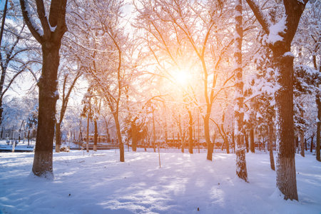 Sunset or dawn in a winter city park with trees covered with snow and ice and sunlight streaming through tree trunks.の写真素材