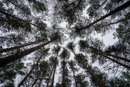 Bottom view of the trunks of pine trees against a clear sky.