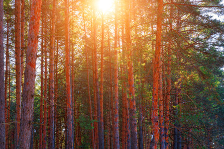 Sunset or sunrise in the spring pine forest covered with a snow. Sunbeams shining through the pine...
