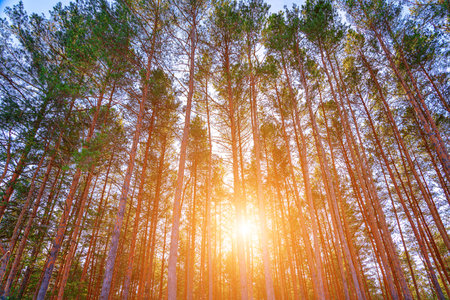 Sunset or sunrise in the spring pine forest covered with a snow. Sunbeams shining through the pine...