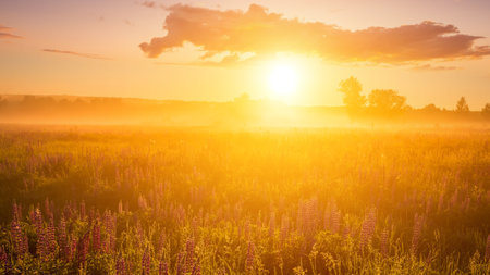 Sunrise on a field covered with flowering lupines in spring or early summer season with fog, cloudy sky and trees on a background in morning. landscape.の写真素材