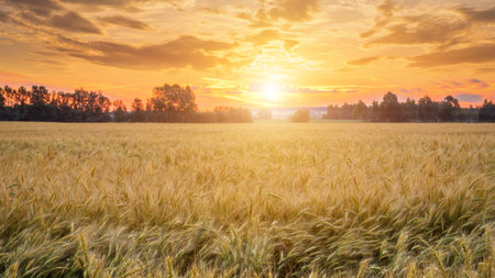 Scene of twilight on the field with young rye in the summer evening with a cloudy sky. landscape.
