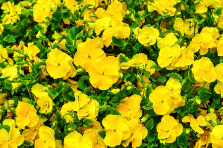 Yellow flower bed with blooming decorative flowers.の写真素材