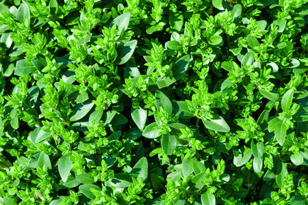 Plant with green leaves natural pattern. Abstract background for design. Landscaping.