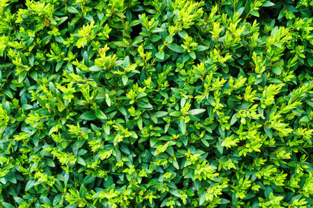 Plant with green leaves natural pattern. Abstract background for design. Landscaping.