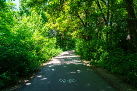Asphalt road among the trees on a sunny day in the botanical garden at summertime.